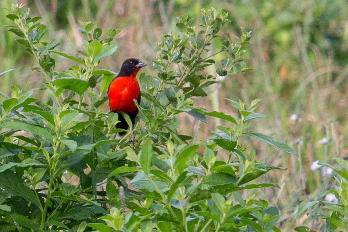 Red-breasted Meadowlark - Oswaldo Hernández Sánchez