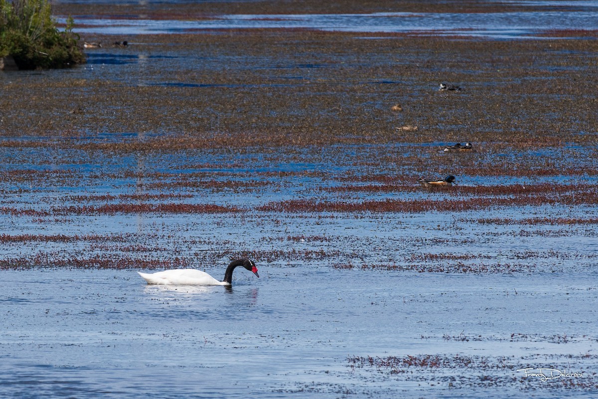 Black-necked Swan - Frantz Delcroix (Duzont)