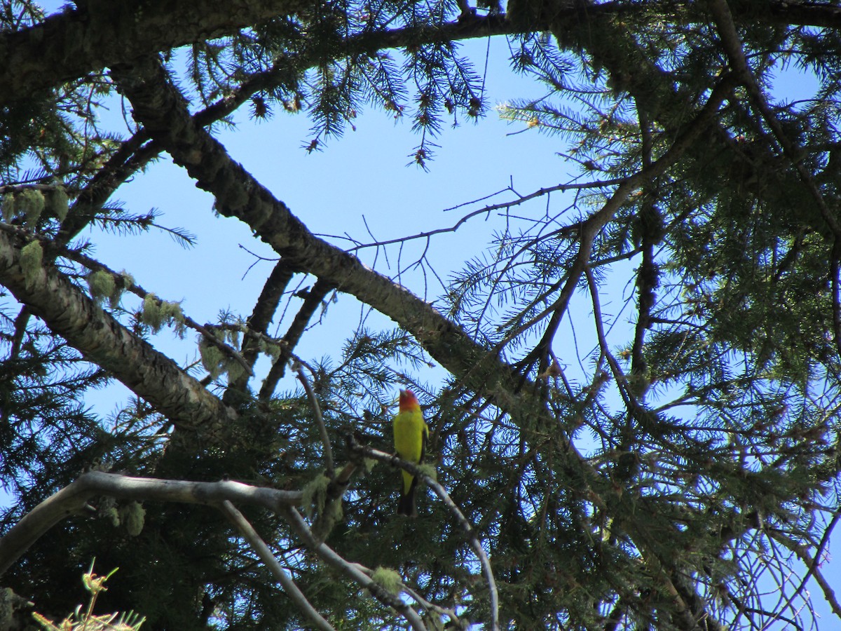 Western Tanager - ML200598441