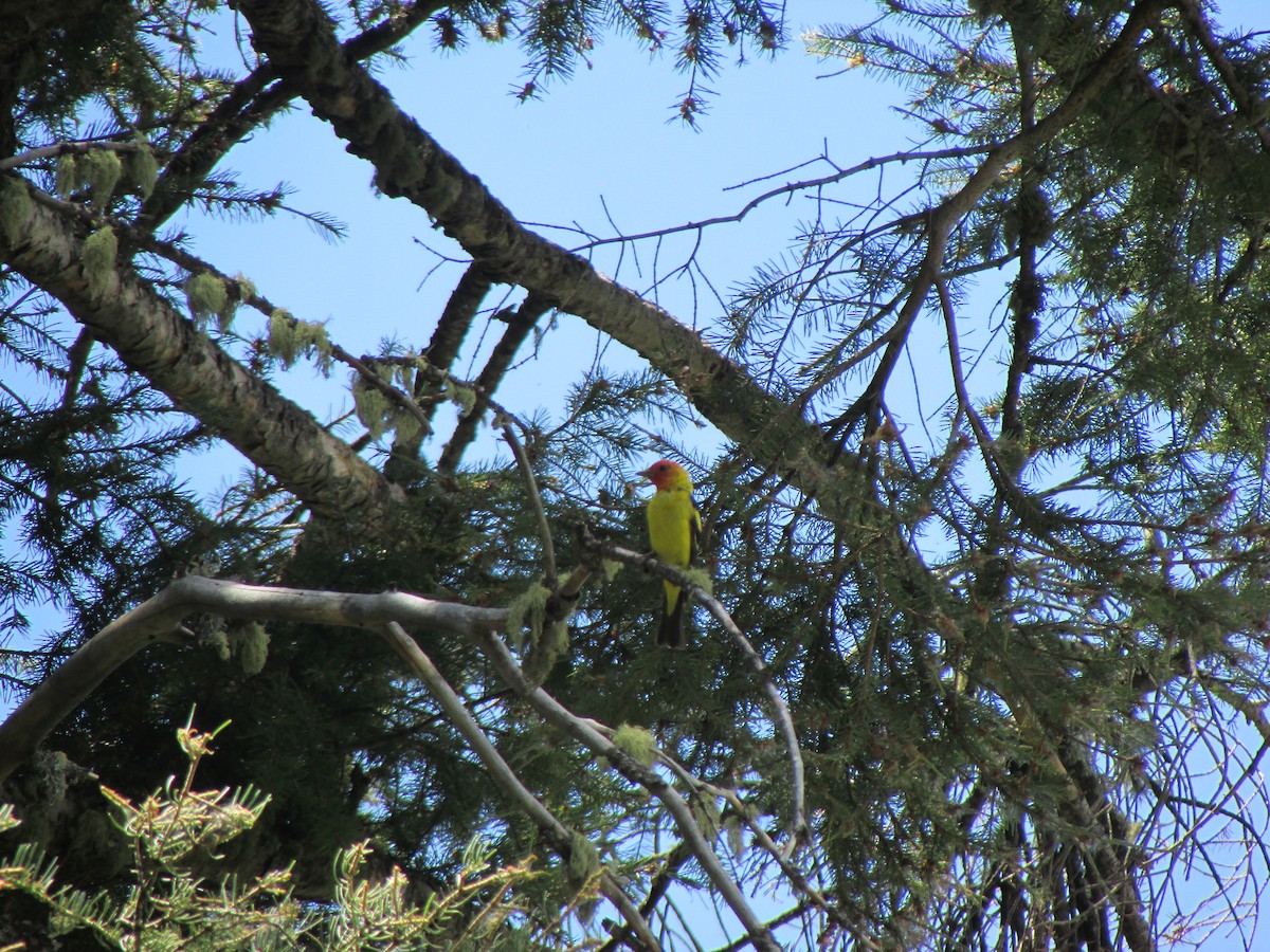 Western Tanager - ML200598461