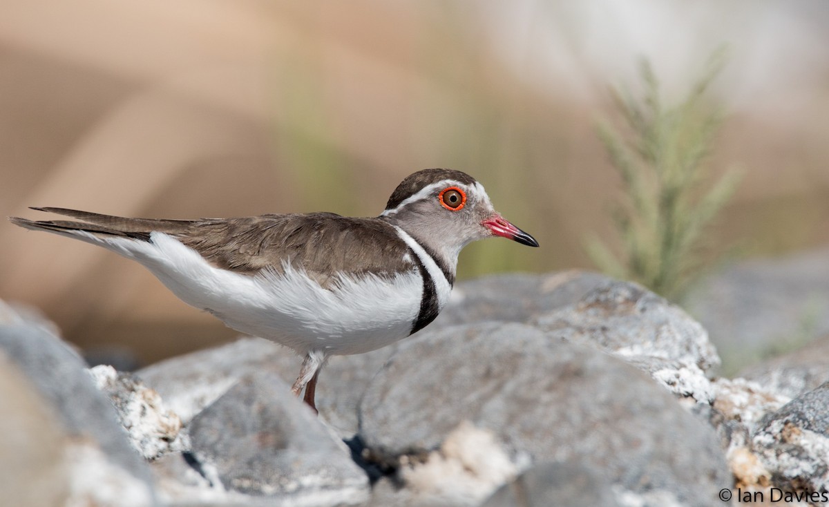 Three-banded Plover - ML20060071