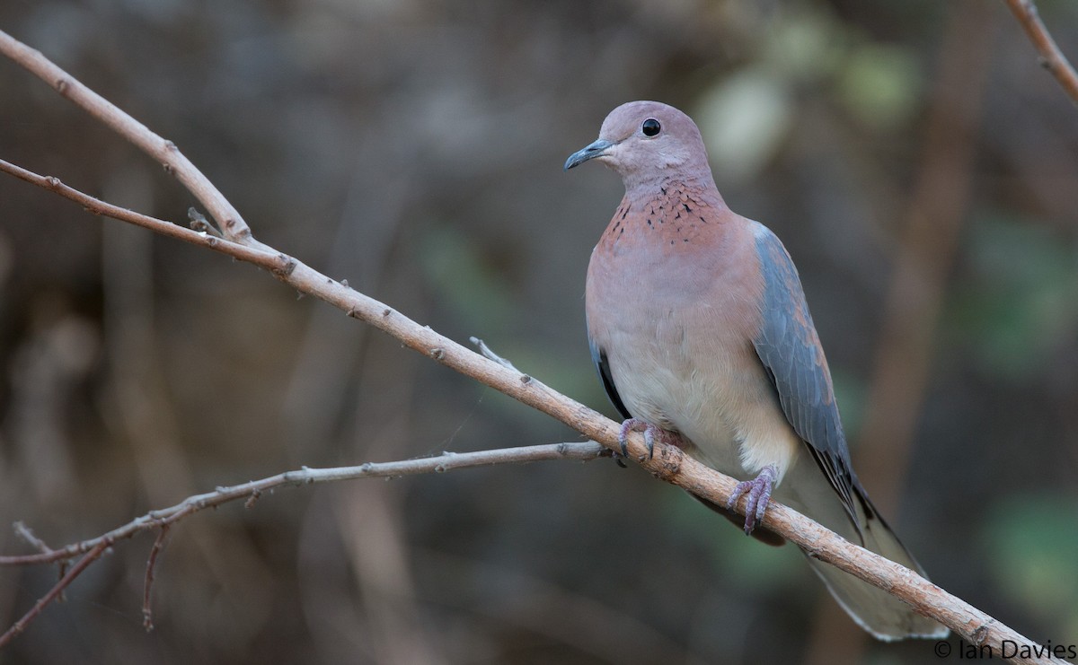 Laughing Dove - ML20060091