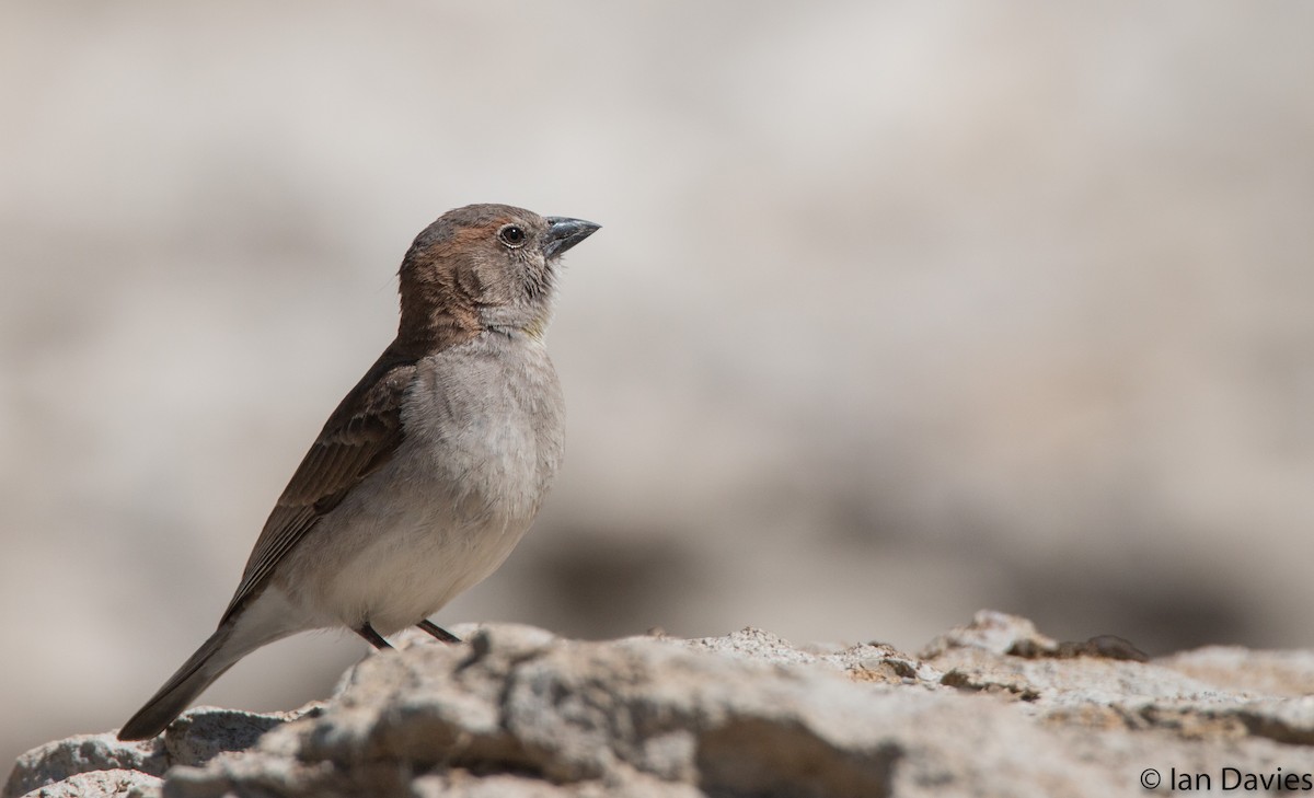 Sahel Bush Sparrow - ML20060131