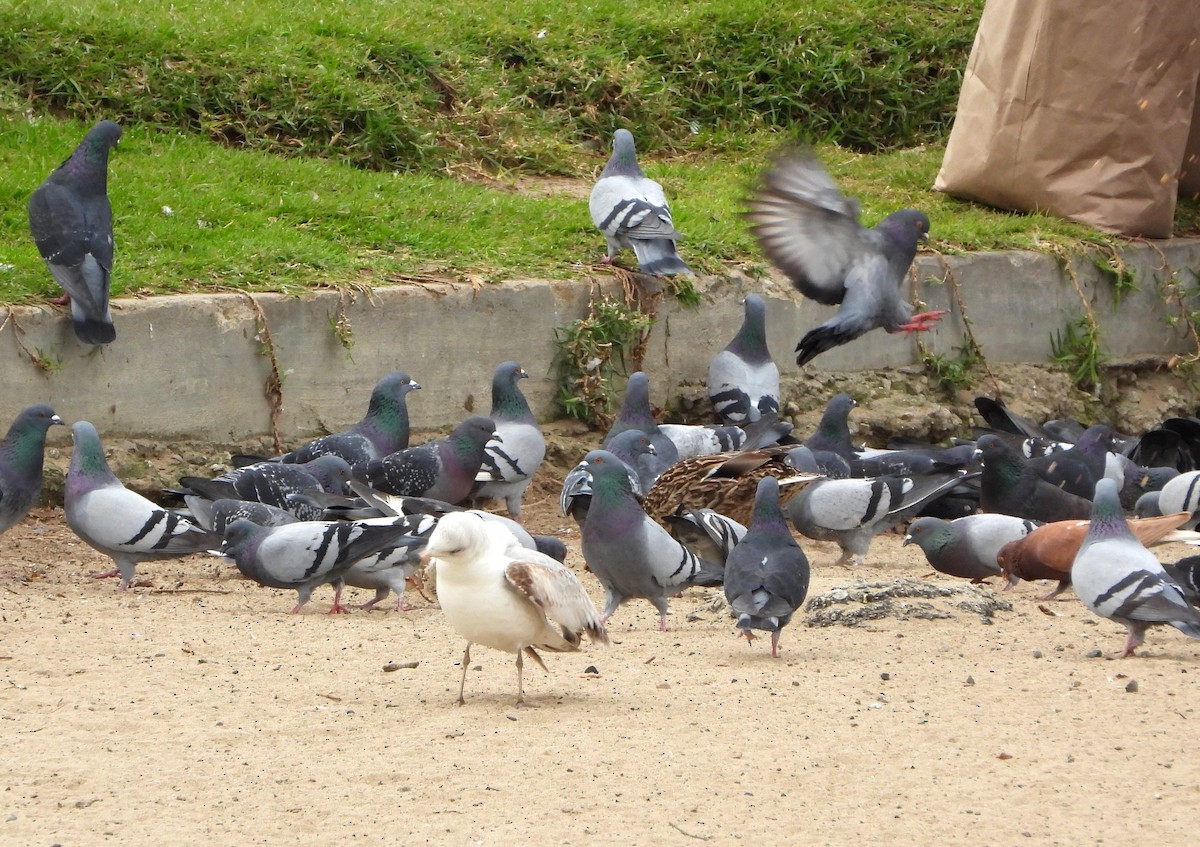 Rock Pigeon (Feral Pigeon) - Nurit Katz