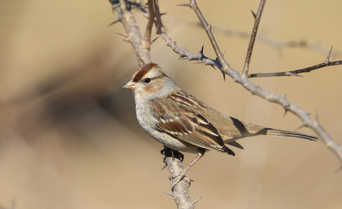White-crowned Sparrow (Dark-lored) - Drew Chaney