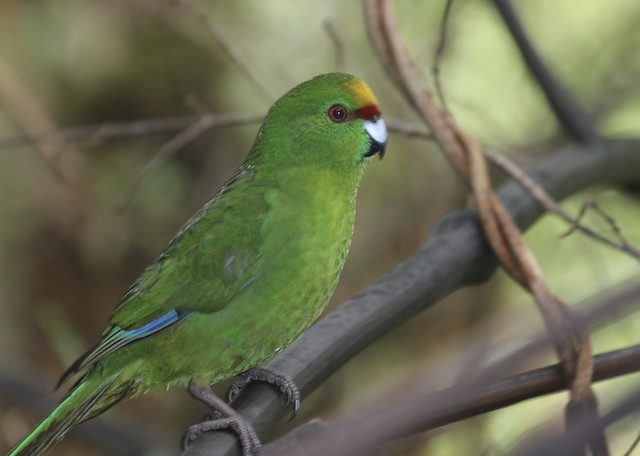 キガシラアオハシインコ Ebird