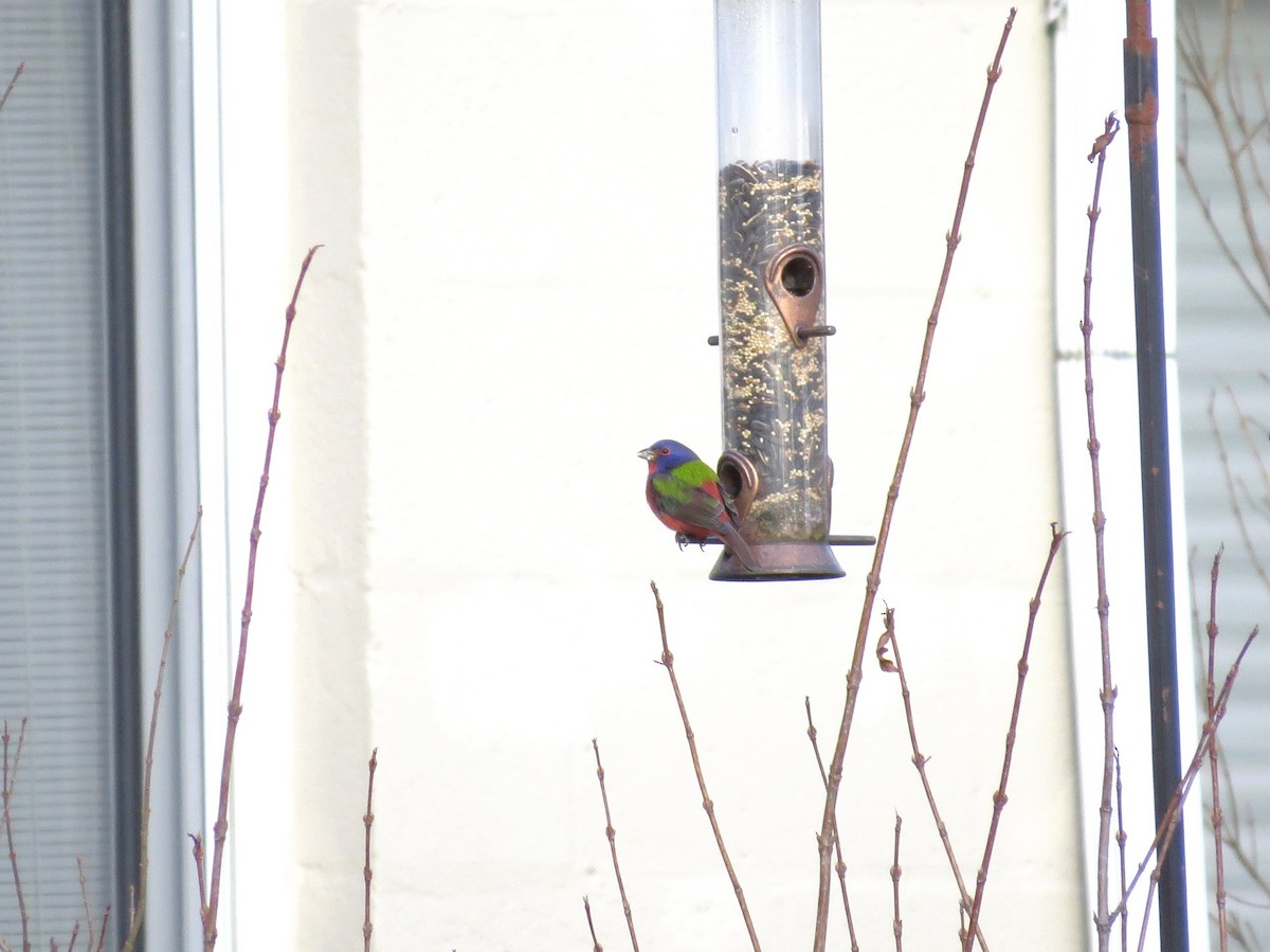 eBird Checklist - 20 Jan 2020 - stakeout Painted Bunting ...