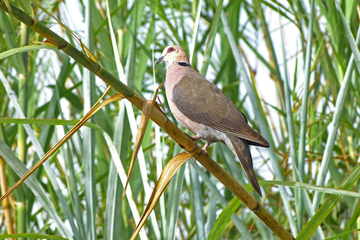 Red-eyed Dove - Debbie Hilaire