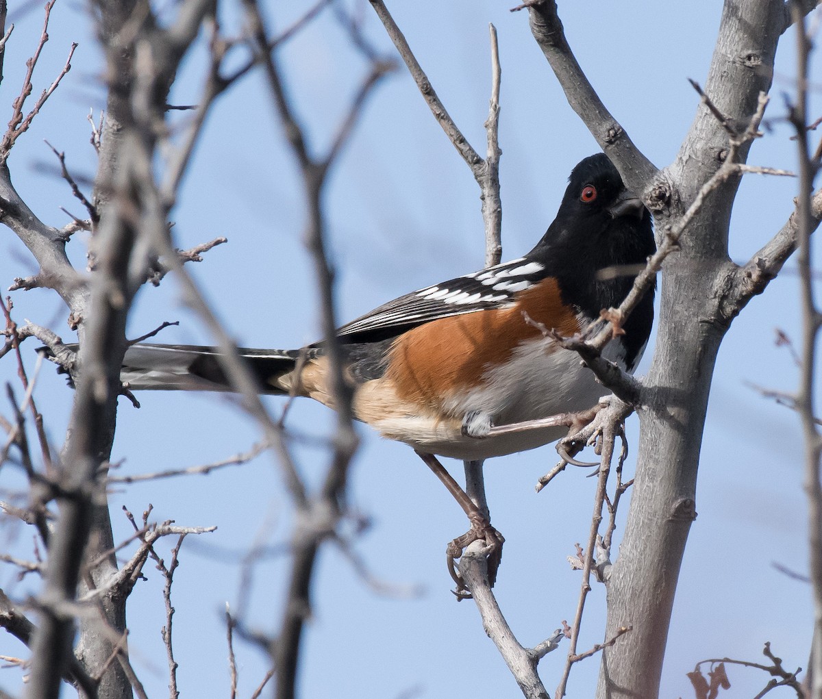Spotted Towhee - ML200615881