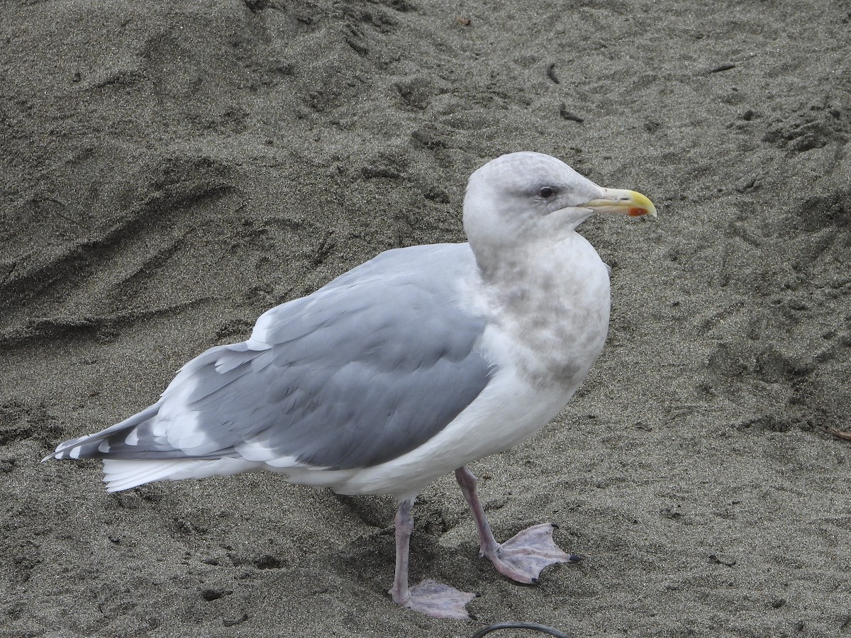 Glaucous-winged Gull - Jeanette Stone