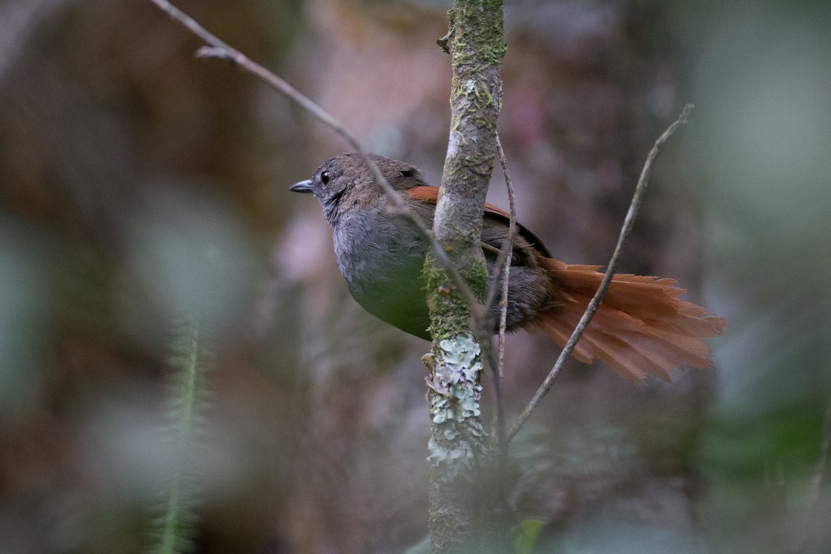 Gray-bellied Spinetail - ML20062341
