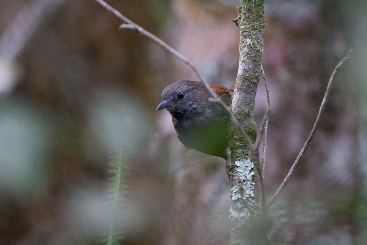 Gray-bellied Spinetail - ML20062351