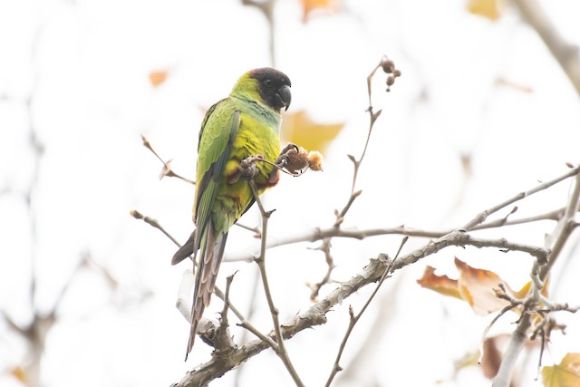 Nanday Parakeet