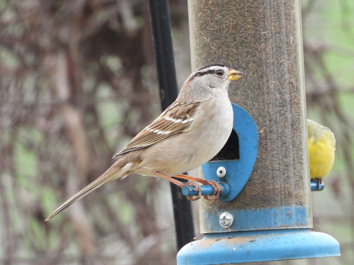 White-crowned Sparrow - ML200628261