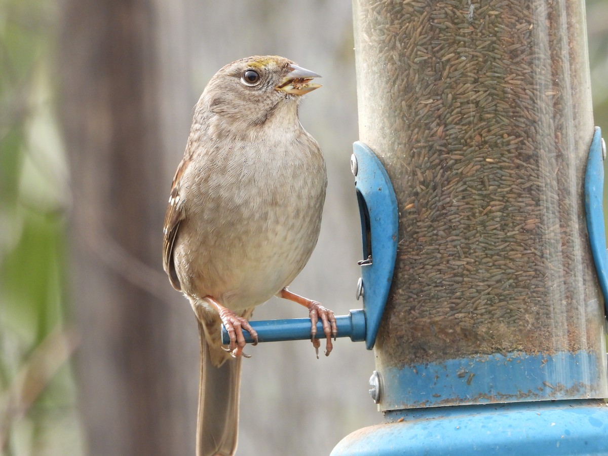Golden-crowned Sparrow - ML200628271
