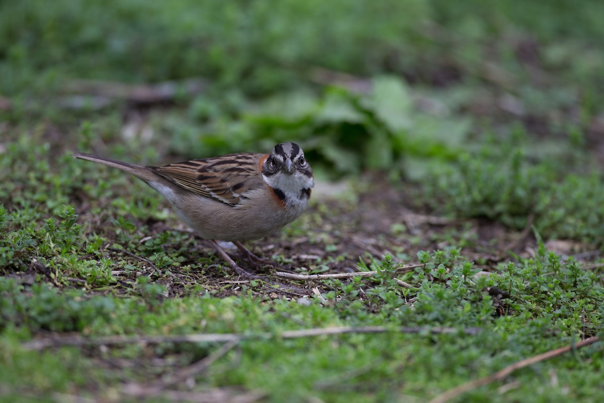 Rufous-collared Sparrow - ML20062971