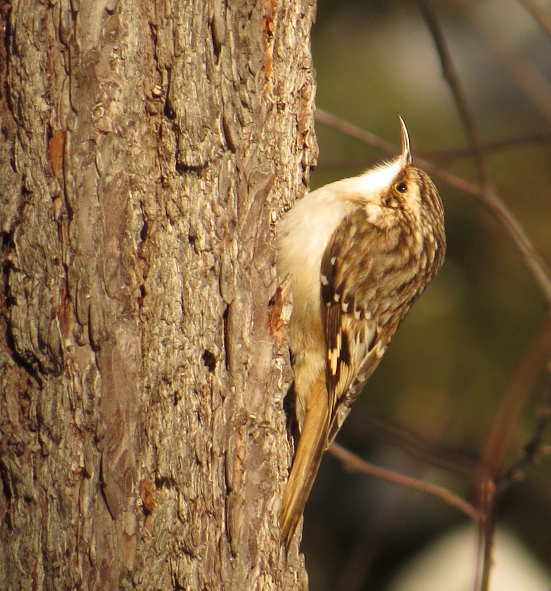 Brown Creeper - Amy Lawes