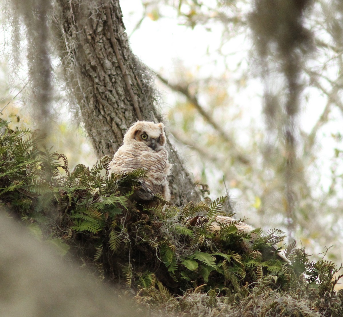 Great Horned Owl - ML200635011