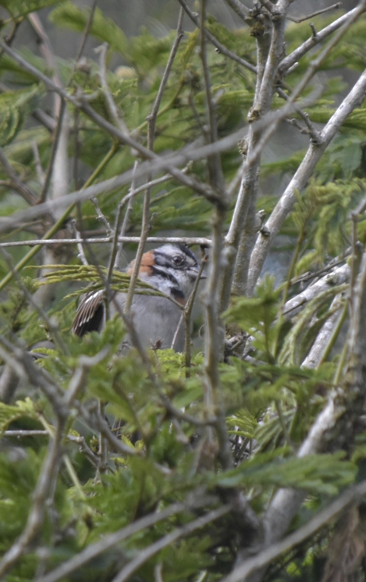 Rufous-collared Sparrow - Esteban Ortiz
