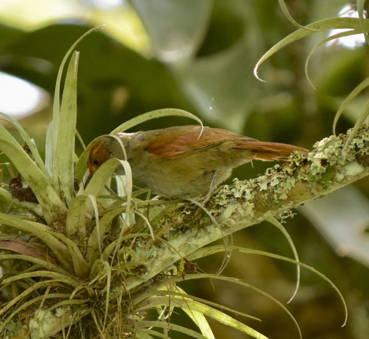 Red-faced Spinetail - ML200636961