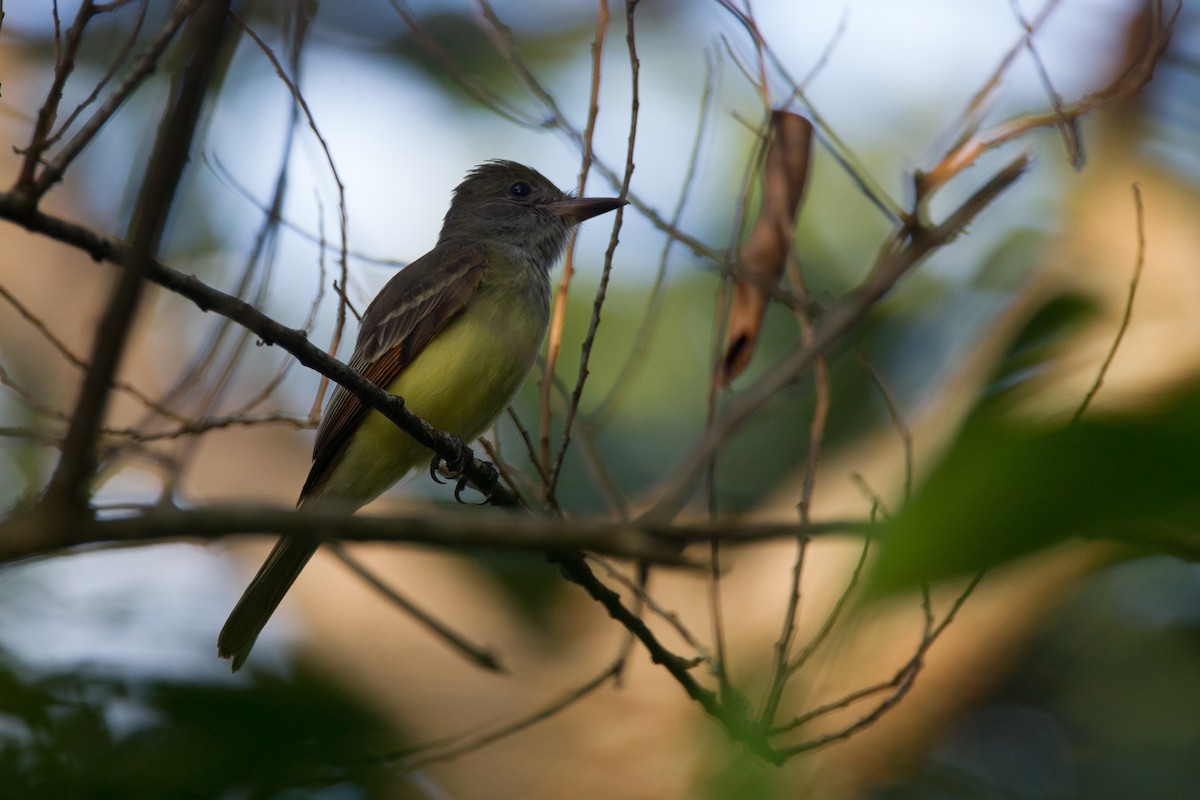Great Crested Flycatcher - Chris Wood
