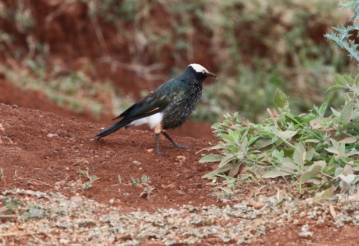 White-crowned Starling - ML200638511