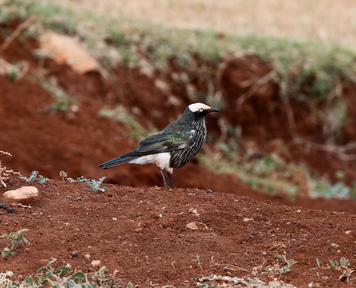 White-crowned Starling - ML200638541