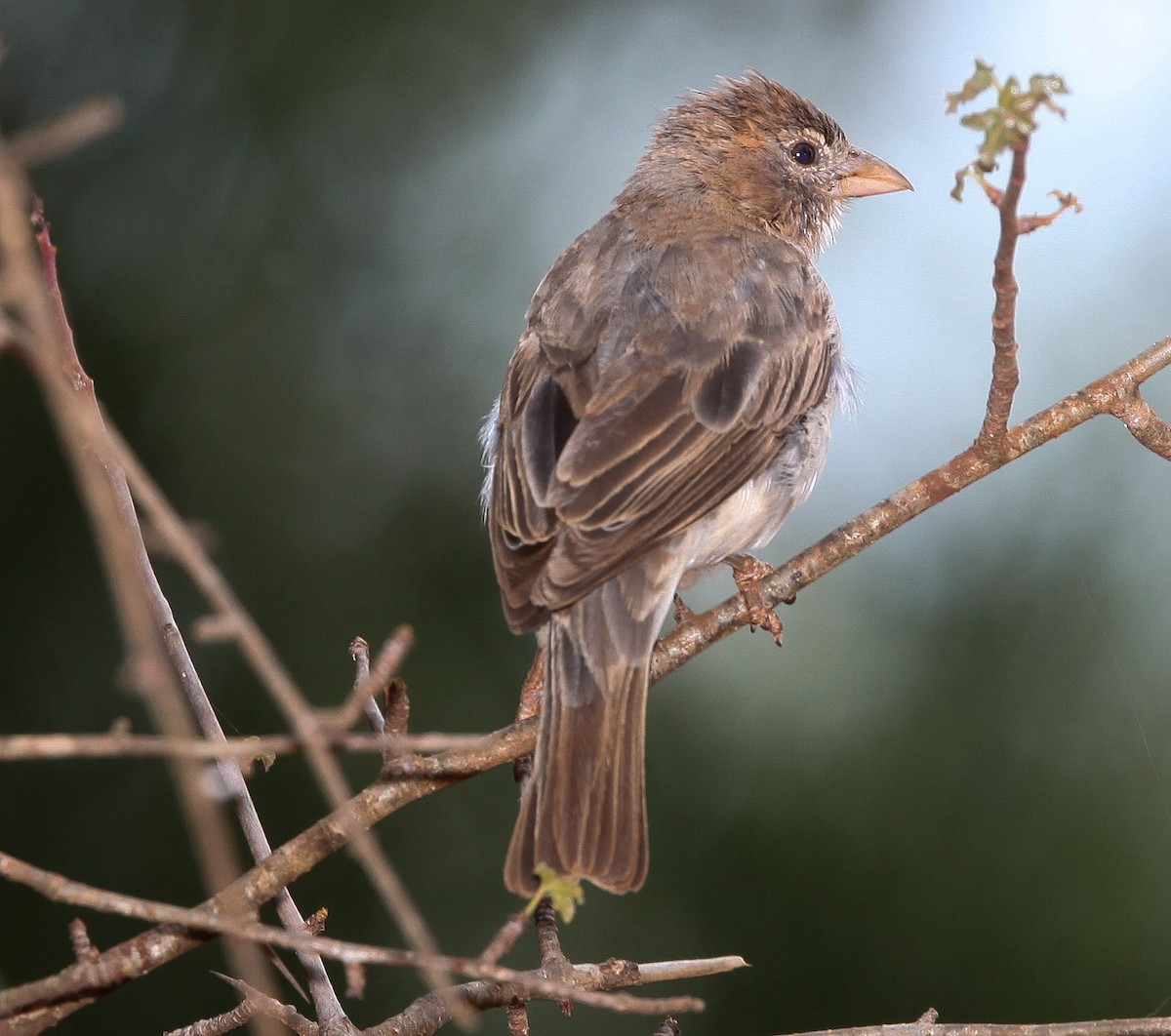 Sahel Bush Sparrow - ML200638921
