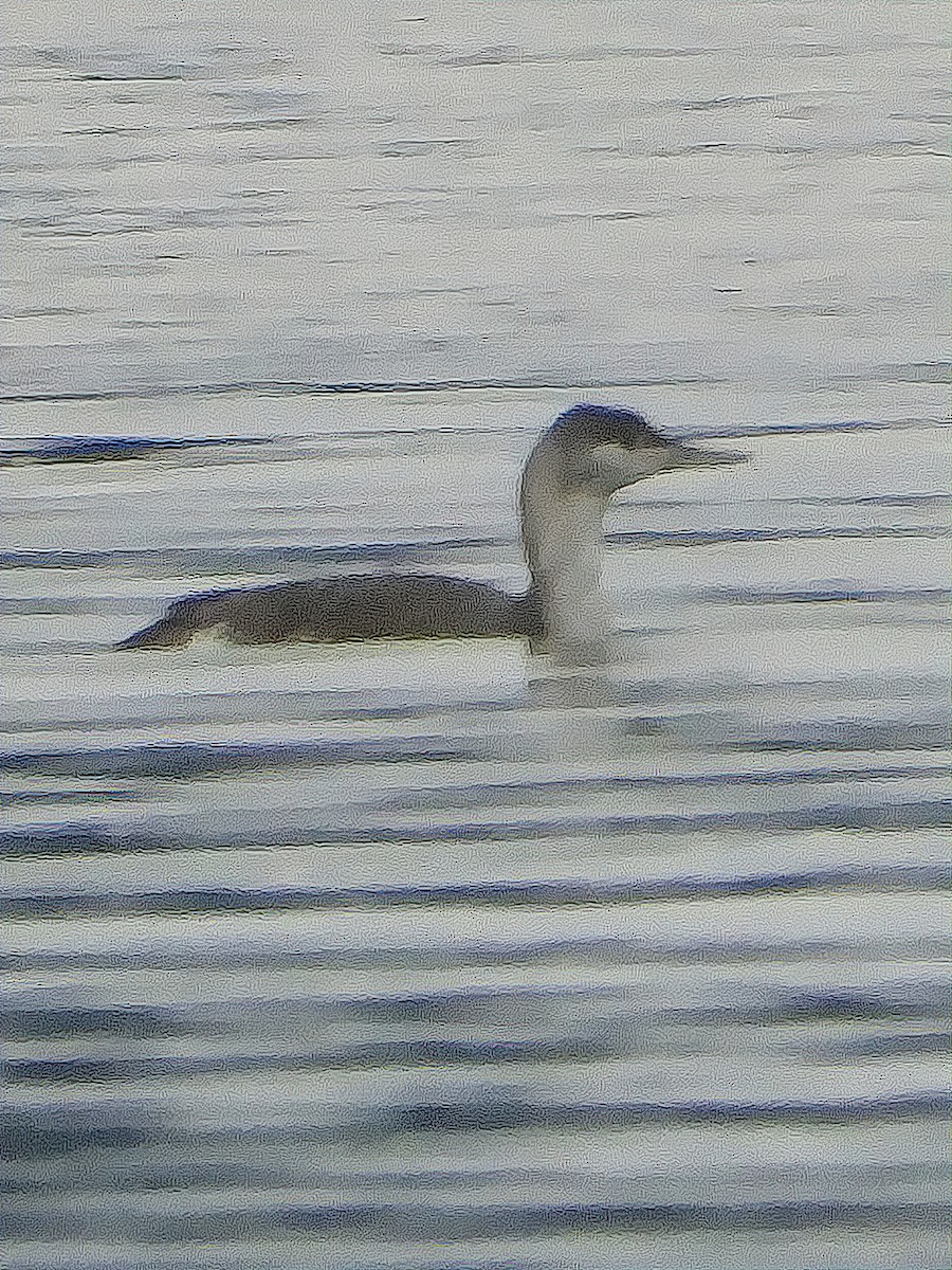 Red-necked Grebe - ML200643591