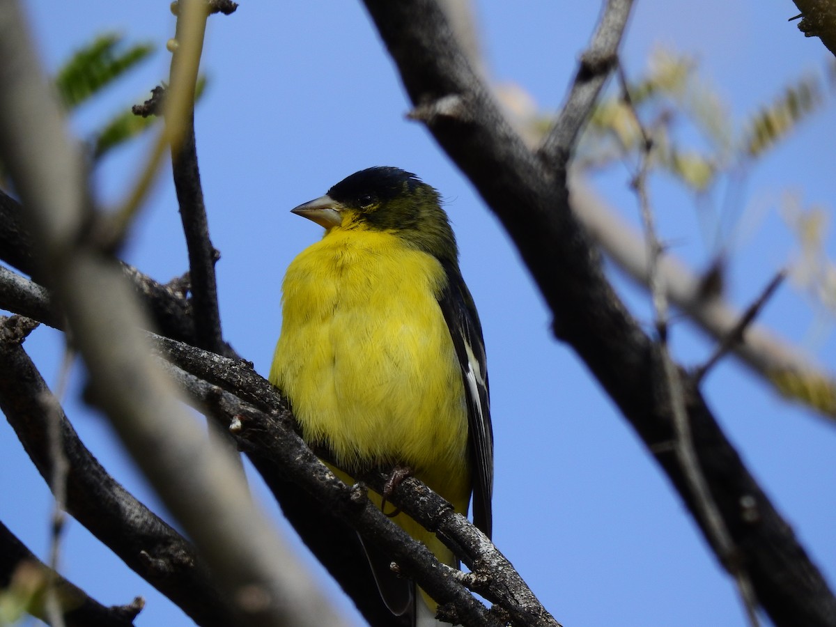 Lesser Goldfinch - Jeff and Allison Gross