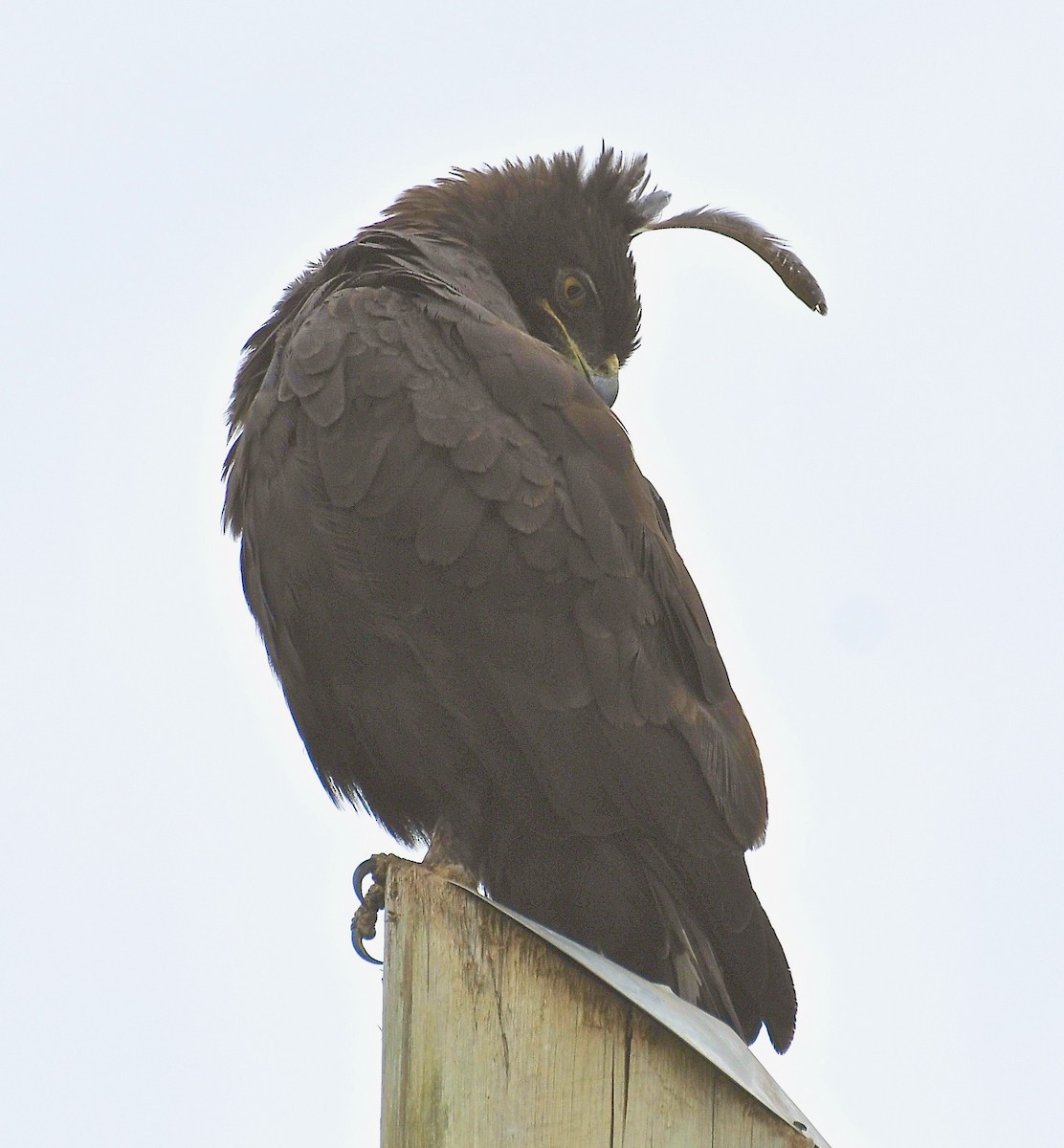 Long-crested Eagle - ML200648921