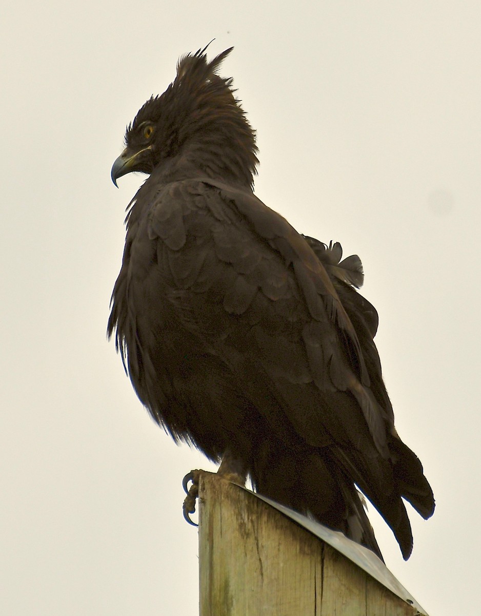 Long-crested Eagle - ML200648981