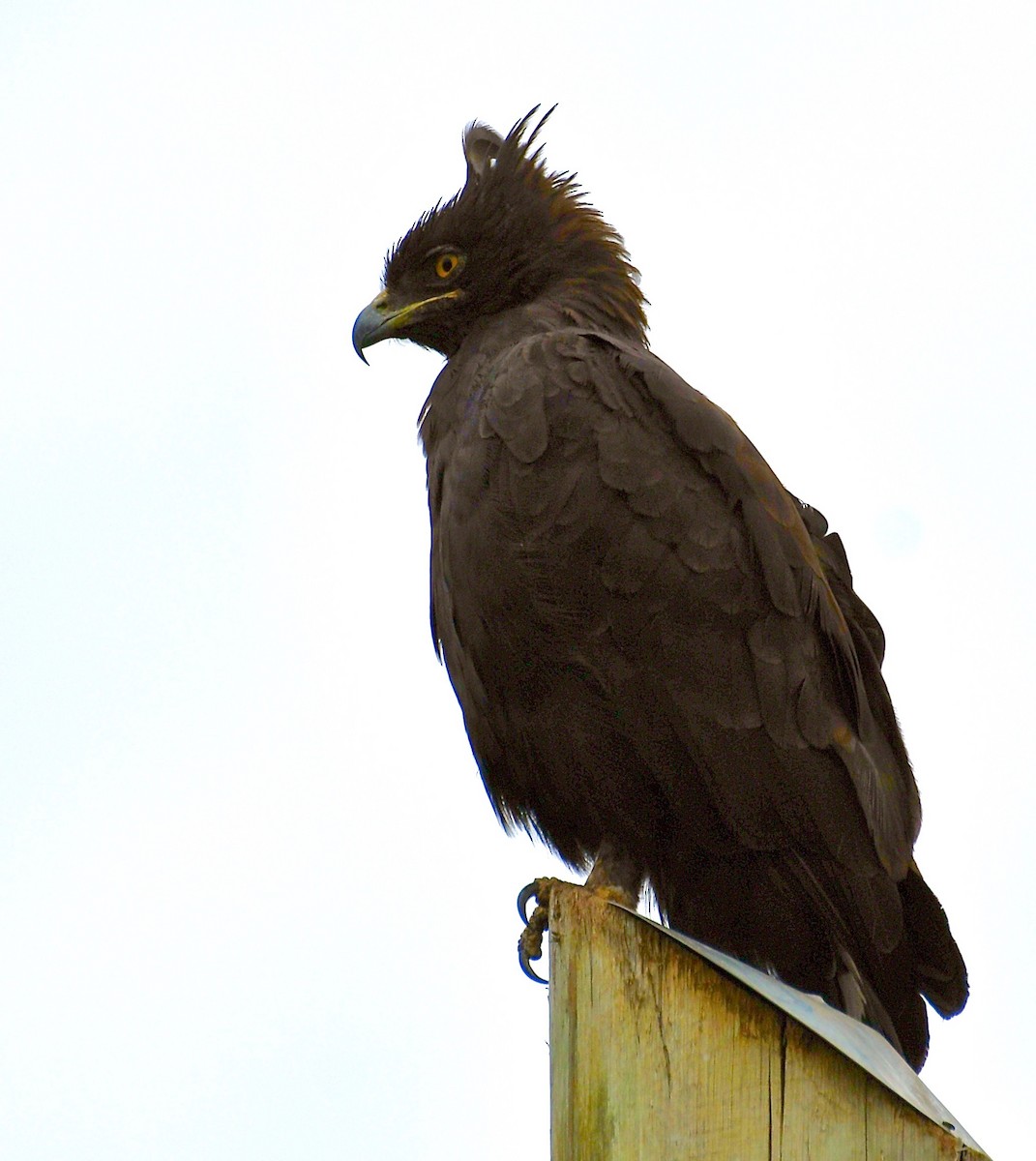 Long-crested Eagle - Theresa Bucher