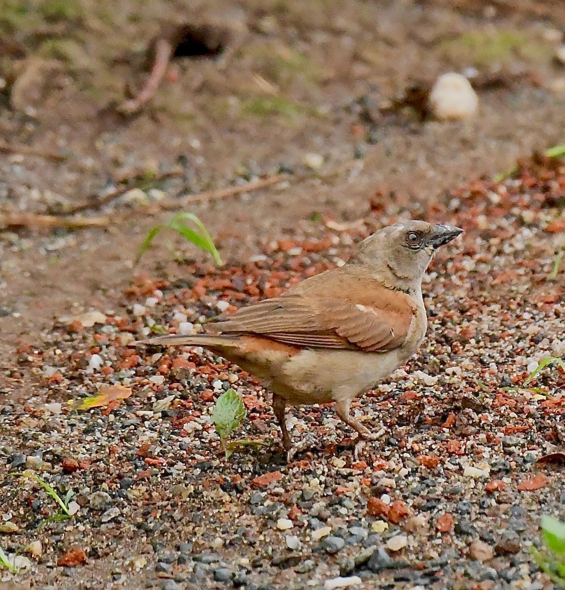 Northern Gray-headed Sparrow - ML200649801