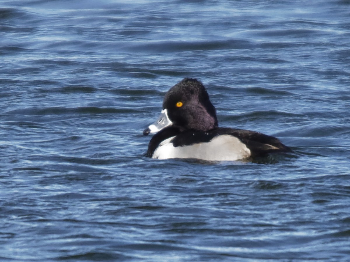 Ring-necked Duck - Dina Perry