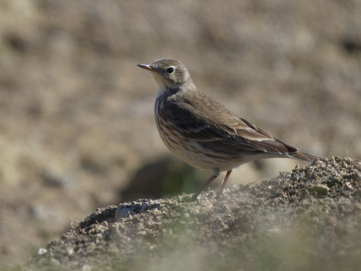 American Pipit - Dina Perry