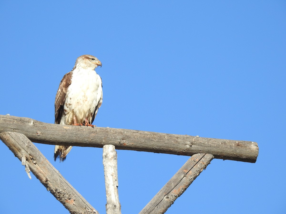 Ferruginous Hawk - Shari Birder