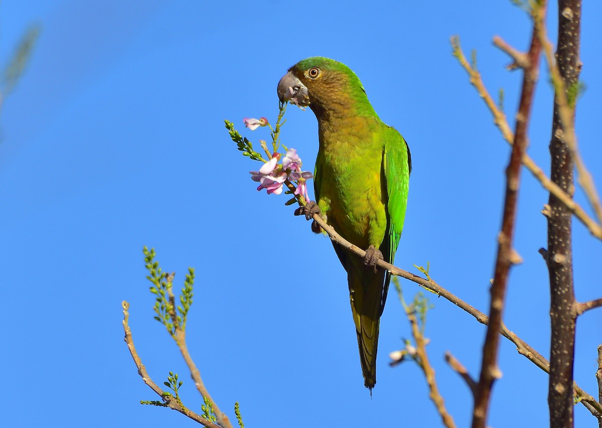 Brown-throated Parakeet - Ad Konings