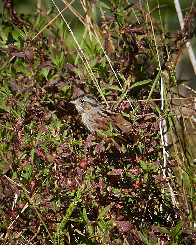 Swamp Sparrow - ML200658781