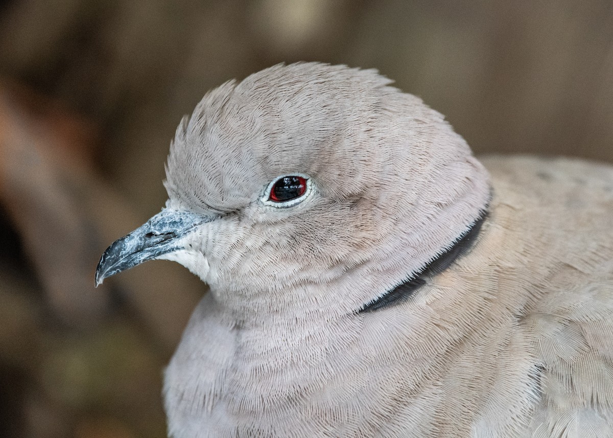 Eurasian Collared-Dove - ML200660291