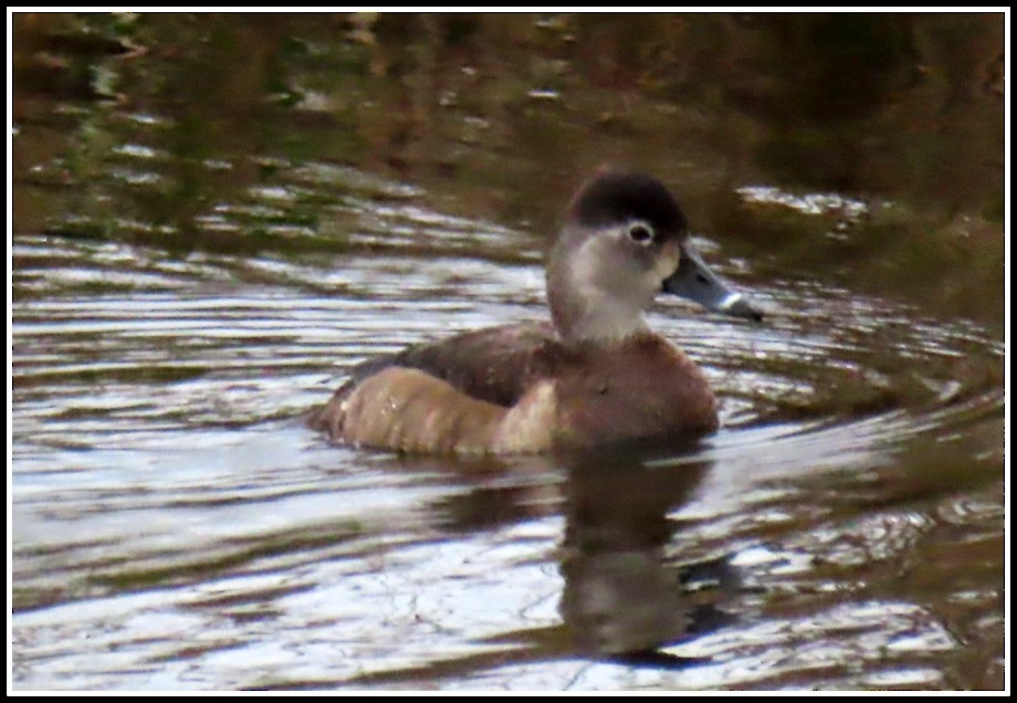 Ring-necked Duck - ML200663601