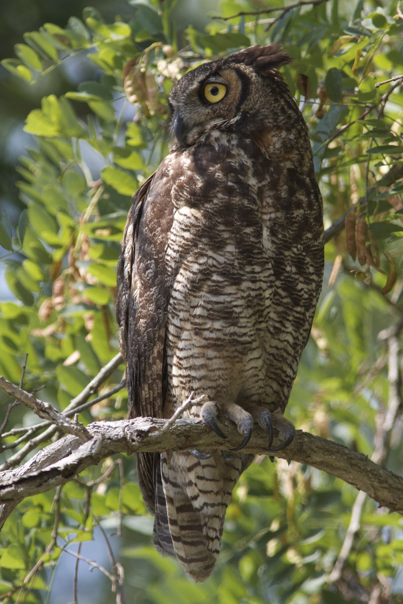 Great Horned Owl - Holly Merker