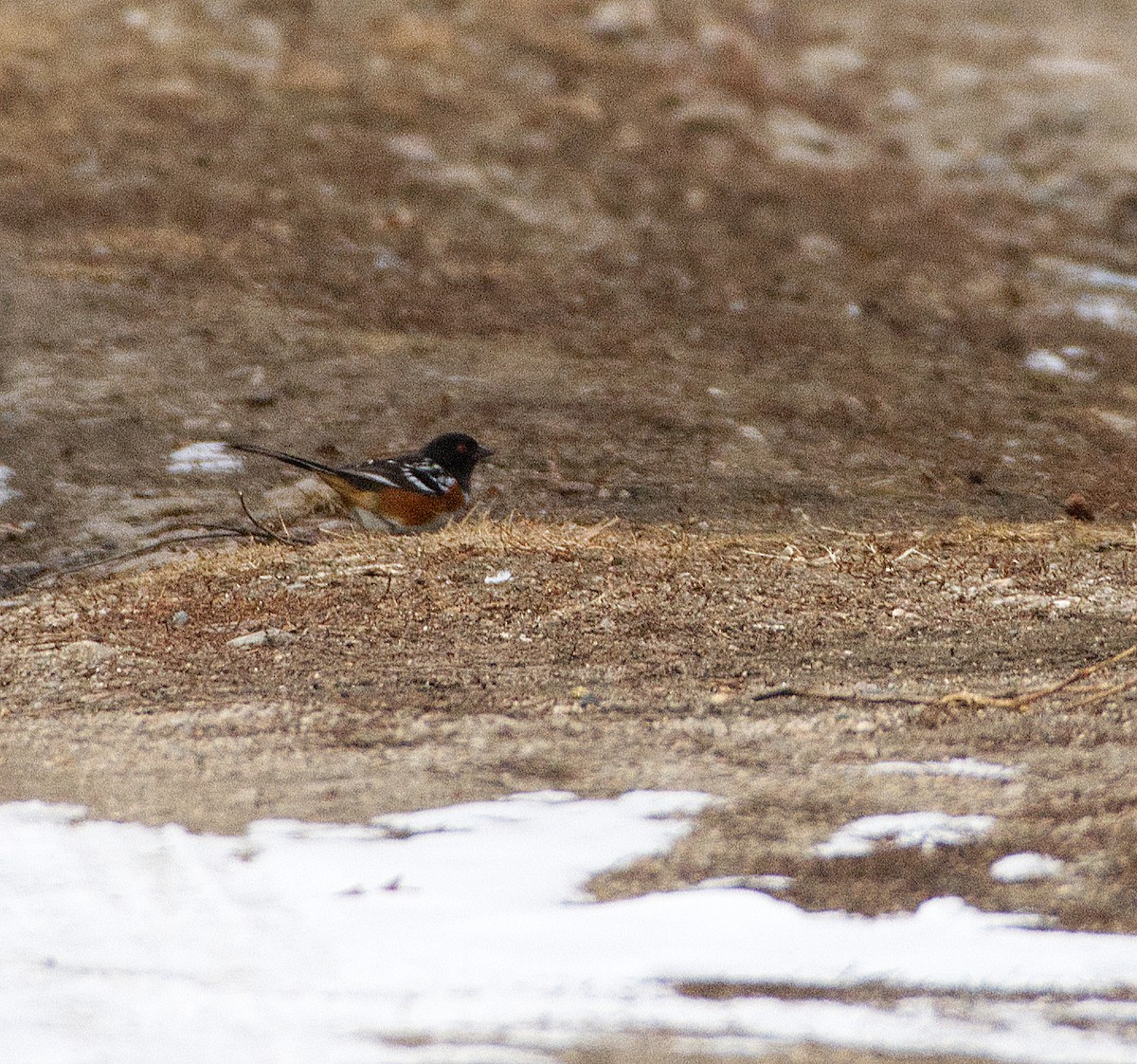 Spotted Towhee - ML200666101