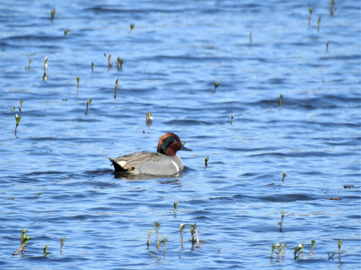 Green-winged Teal - ML200668711