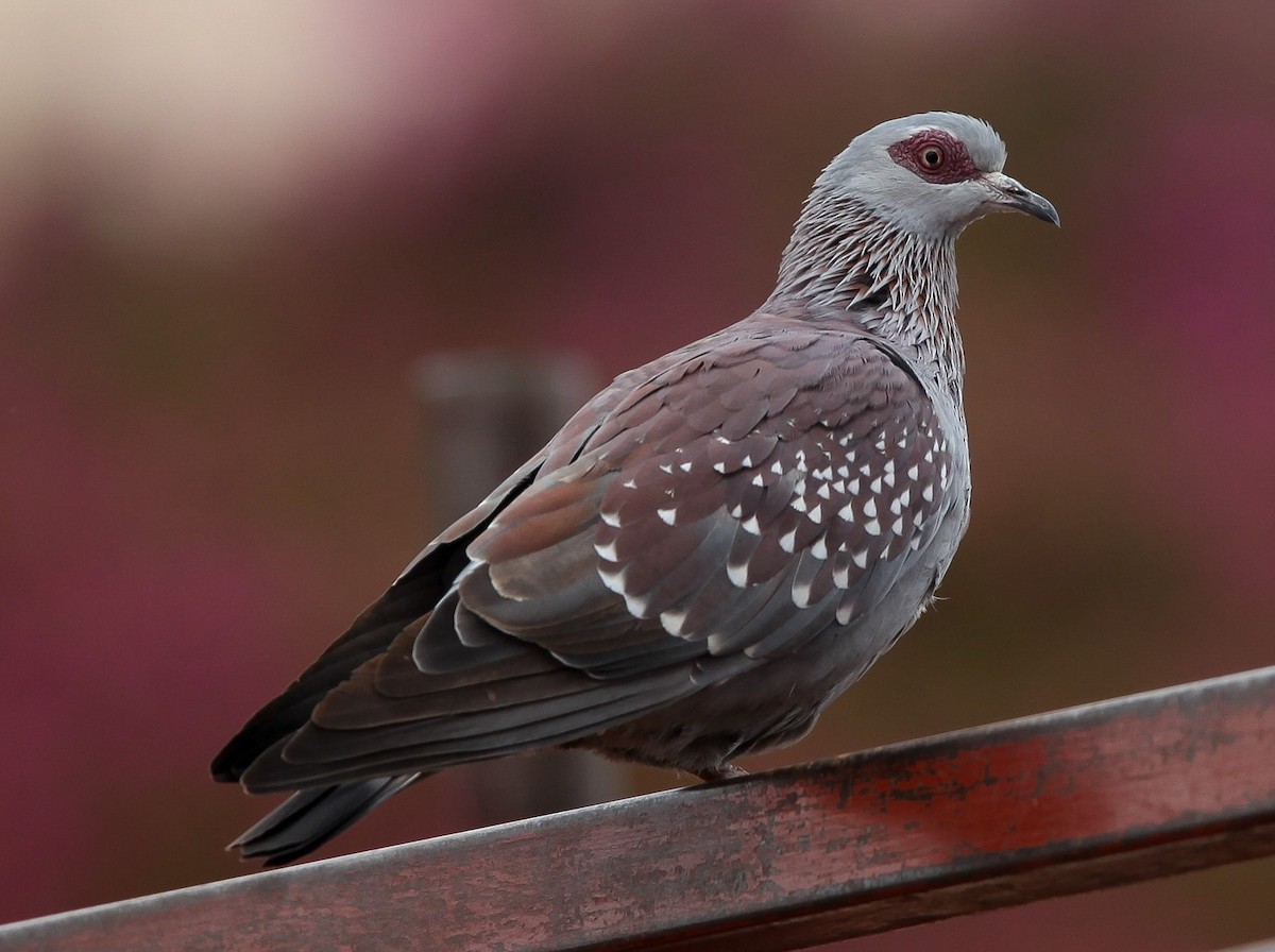 Speckled Pigeon - Pam Rasmussen