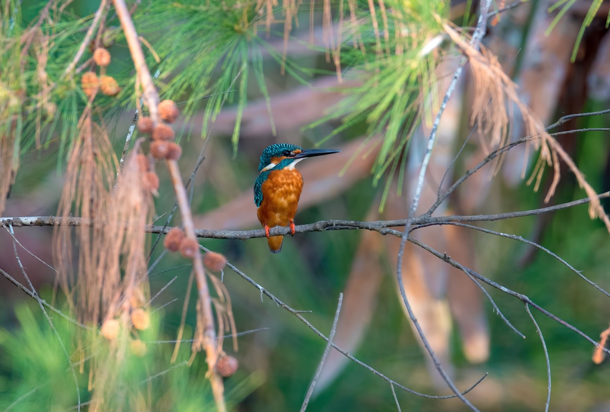Common Kingfisher - Shailesh Pinto