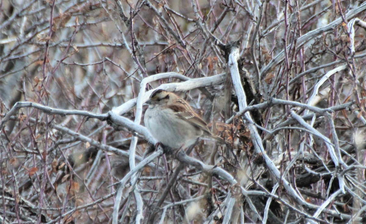White-throated Sparrow - ML200679371