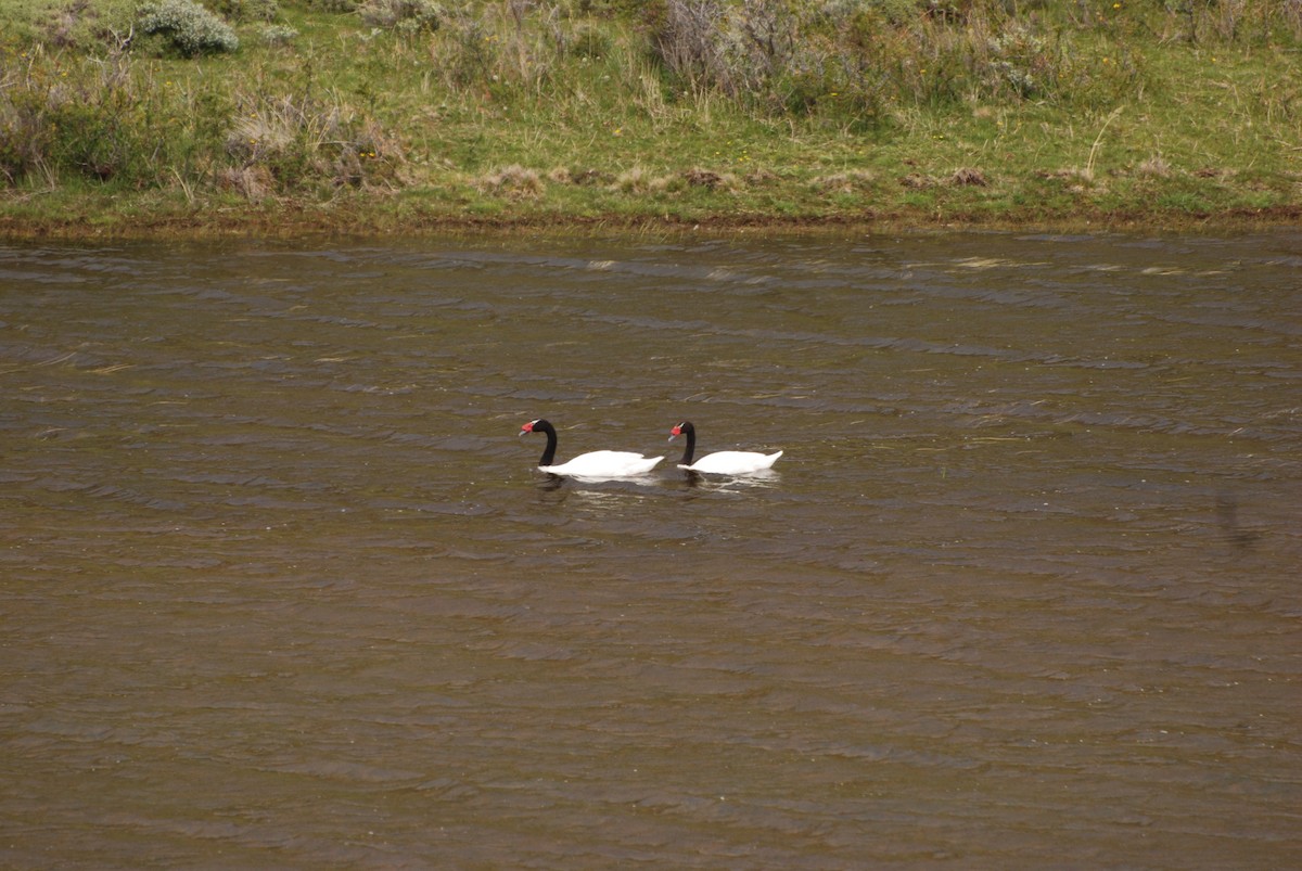 Black-necked Swan - ML200682251