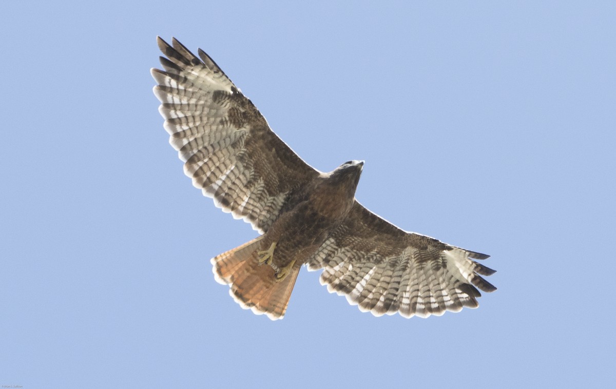 Red-tailed Hawk (calurus/alascensis) - ML20068631