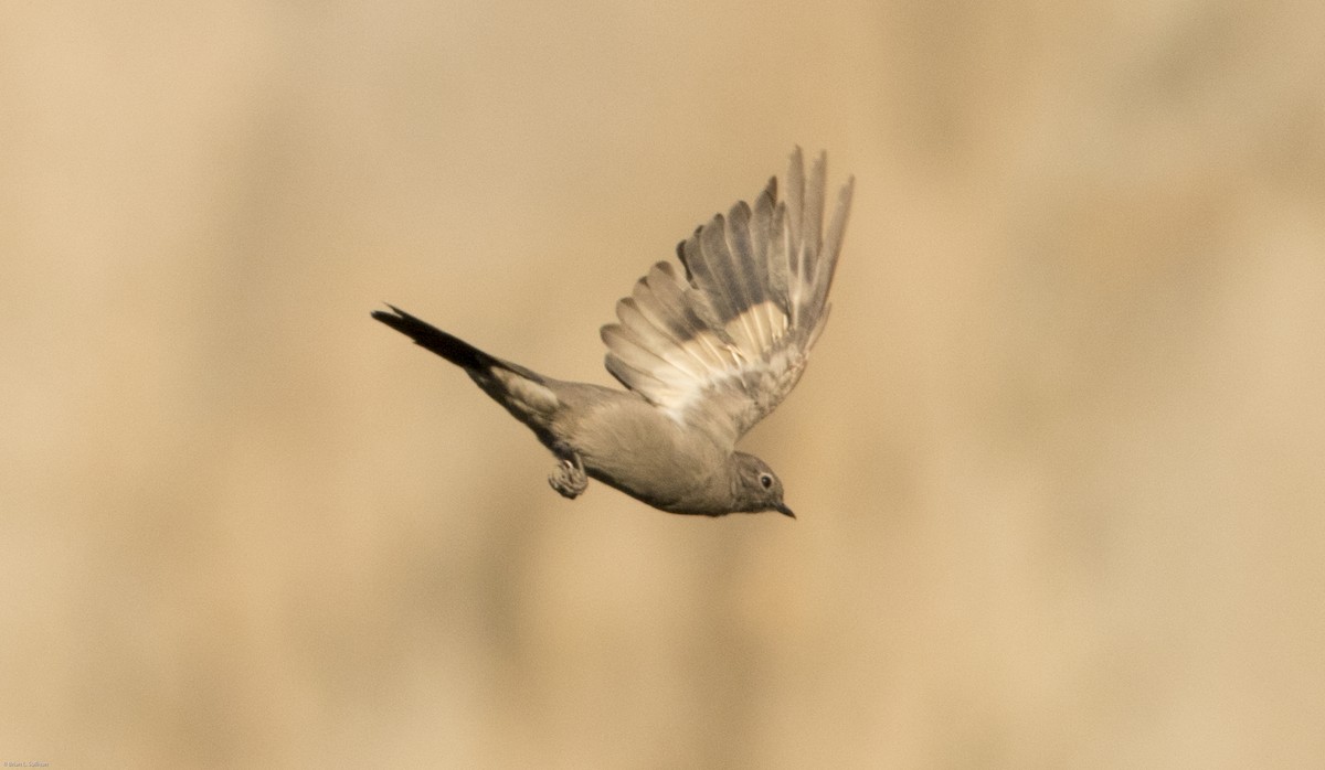 Townsend's Solitaire - ML20068791